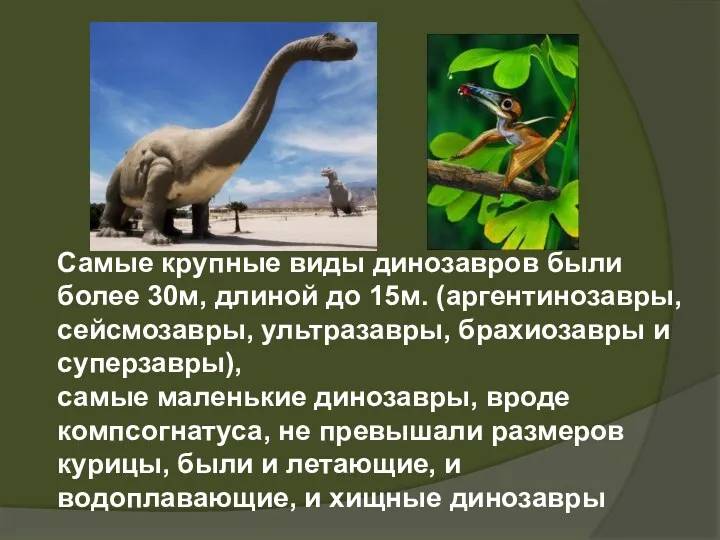 Самые крупные виды динозавров были более 30м, длиной до 15м.