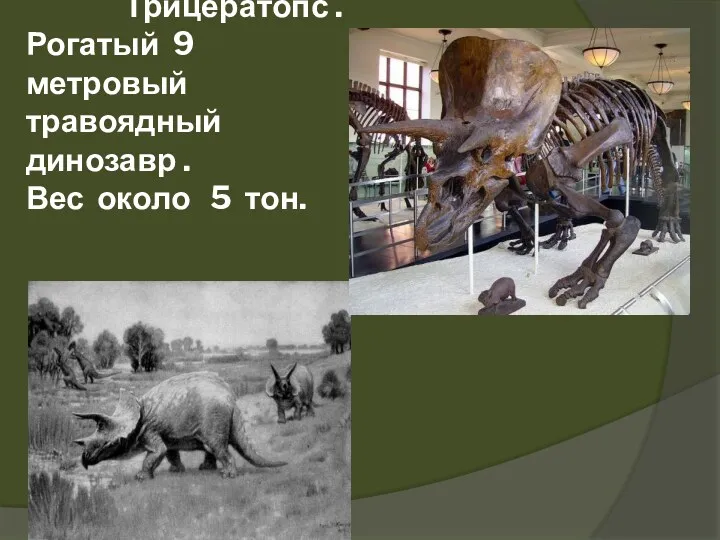 Трицератопс . Рогатый 9 метровый травоядный динозавр . Вес около 5 тон.