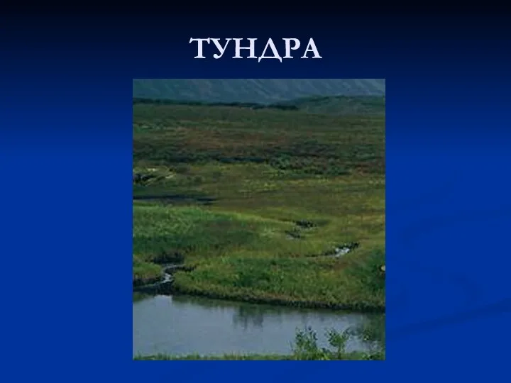 ТУНДРА