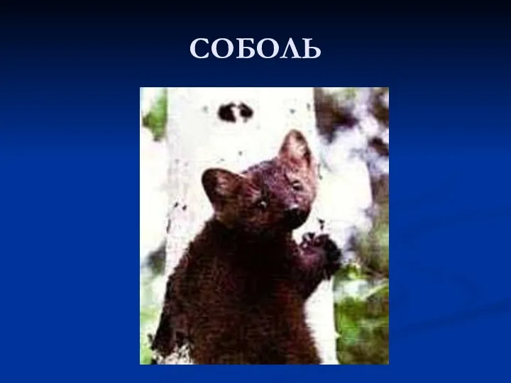 СОБОЛЬ