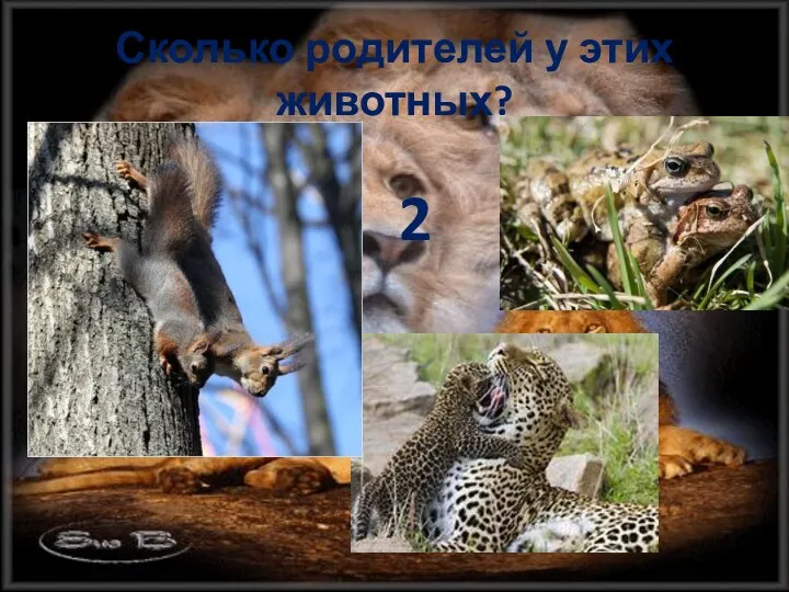 Сколько родителей у этих животных? 2