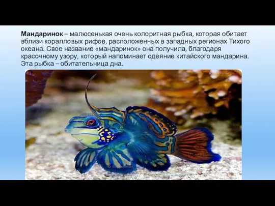 Мандаринок – малюсенькая очень колоритная рыбка, которая обитает вблизи коралловых