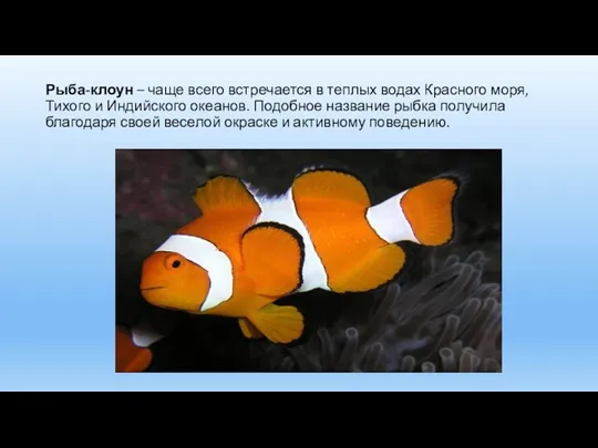 Рыба-клоун – чаще всего встречается в теплых водах Красного моря,
