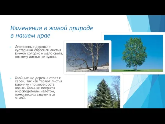 Изменения в живой природе в нашем крае Лиственные деревья и