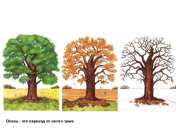 Осень - это переход от лета к зиме.