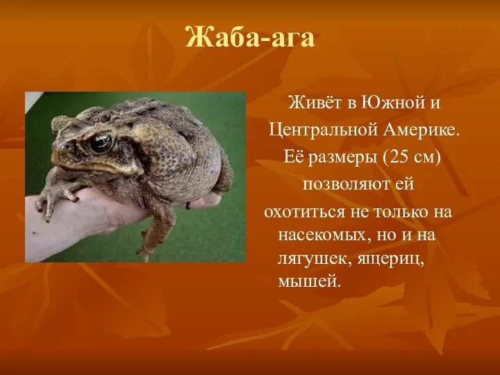 Жаба-ага Живёт в Южной и Центральной Америке. Её размеры (25