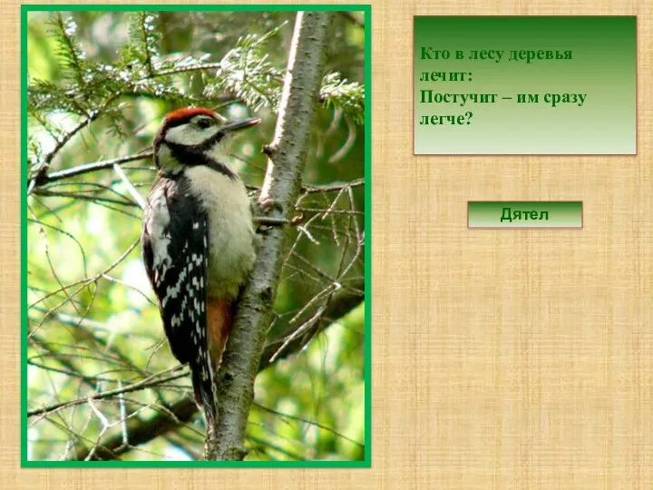Кто в лесу деревья лечит: Постучит – им сразу легче? Дятел