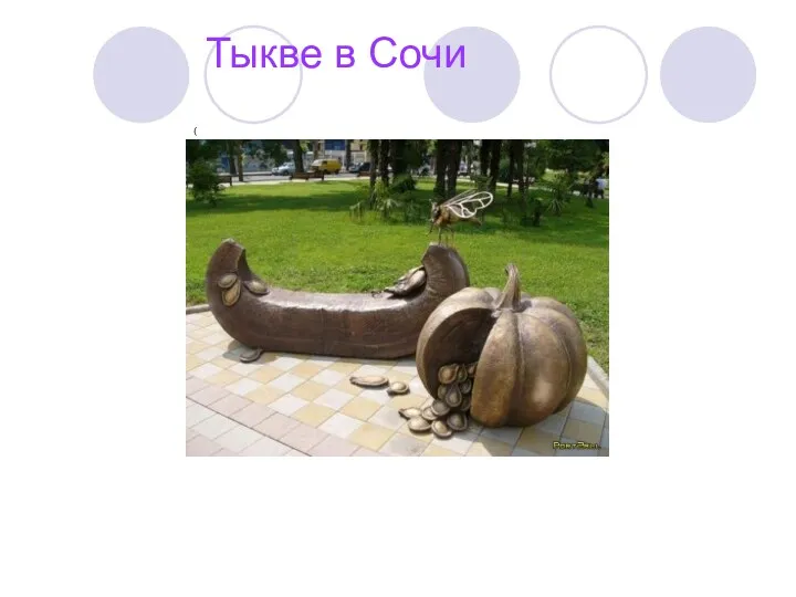 Тыкве в Сочи (