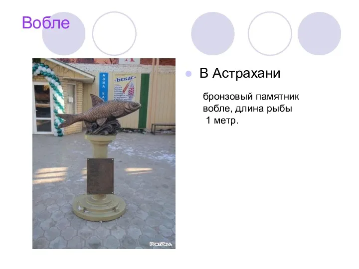 Вобле В Астрахани бронзовый памятник вобле, длина рыбы 1 метр.