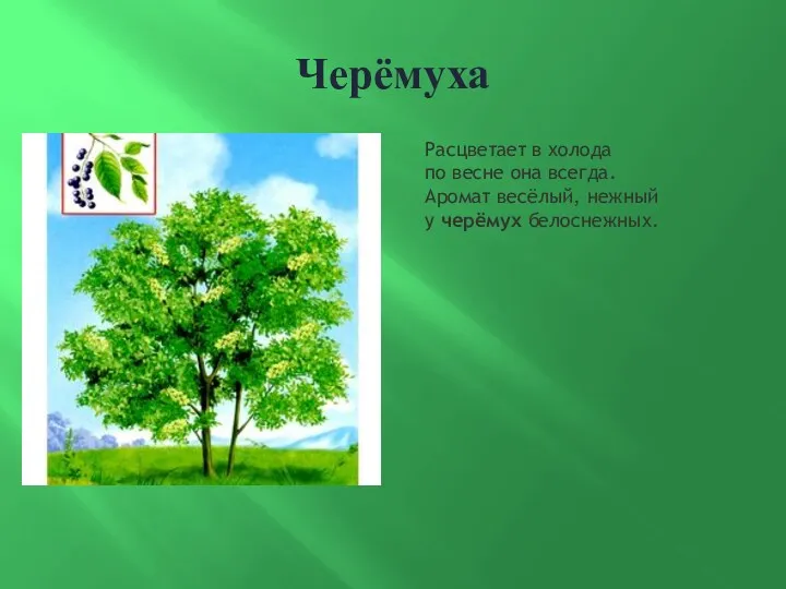 Черёмуха Расцветает в холода по весне она всегда. Аромат весёлый, нежный у черёмух белоснежных.