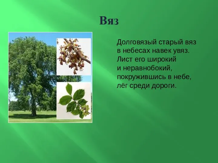 Вяз Долговязый старый вяз в небесах навек увяз. Лист его