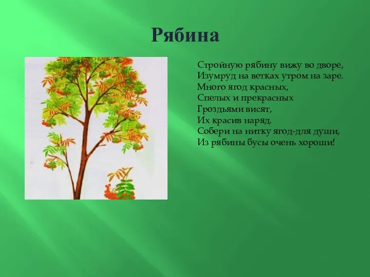 Рябина Стройную рябину вижу во дворе, Изумруд на ветках утром