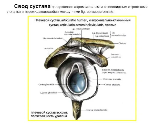 Свод сустава представлен акромиальным и клювовидным отростками лопатки и перекидывающейся между ними lig. coracoacromiale.