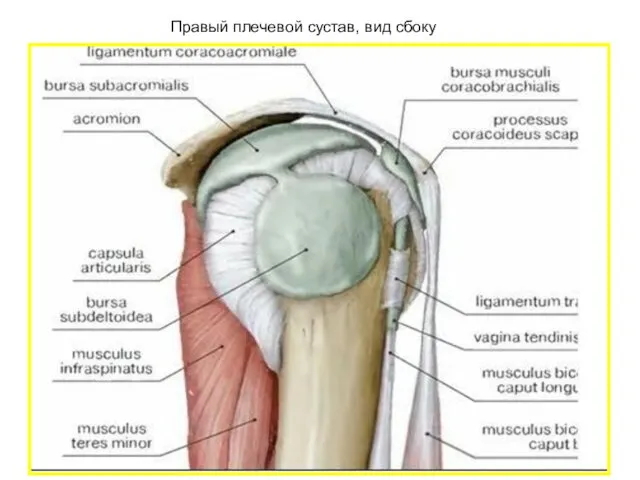 Правый плечевой сустав, вид сбоку