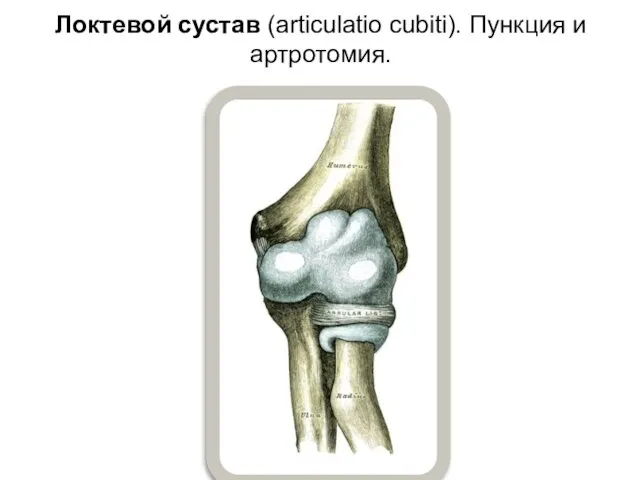 Локтевой сустав (articulatio cubiti). Пункция и артротомия.