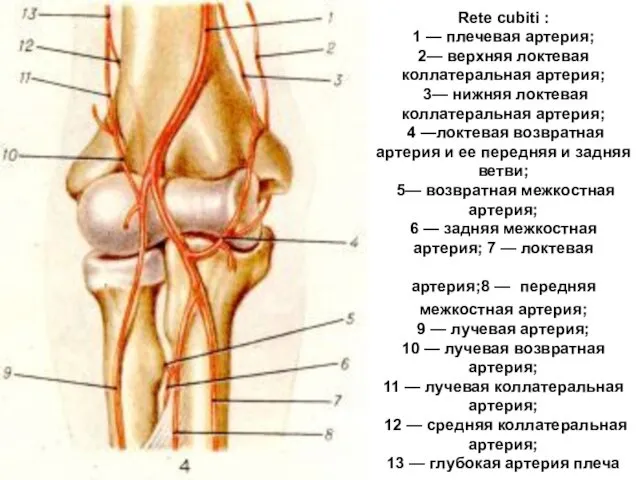 Rete cubiti : 1 — плечевая артерия; 2— верхняя локтевая