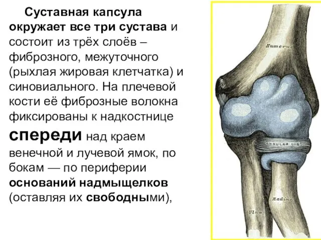 Суставная капсула окружает все три сустава и состоит из трёх