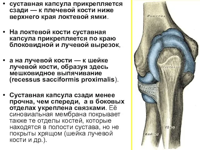 суставная капсула прикрепляется сзади — к плечевой кости ниже верхнего