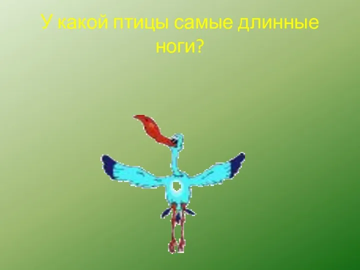 У какой птицы самые длинные ноги?