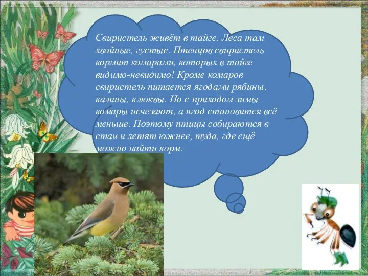 Свиристель живёт в тайге. Леса там хвойные, густые. Птенцов свиристель кормит комарами, которых