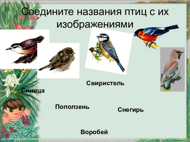 Соедините названия птиц с их изображениями Синица Поползень Свиристель Снегирь Воробей