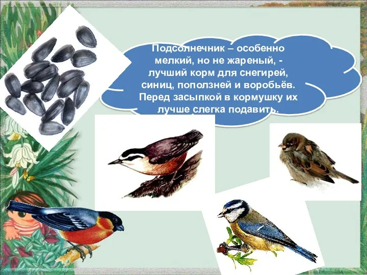 Подсолнечник – особенно мелкий, но не жареный, - лучший корм для снегирей, синиц,