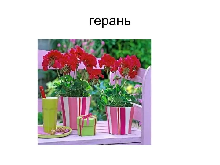 герань