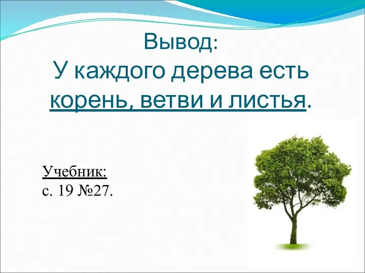Вывод: У каждого дерева есть корень, ветви и листья. Учебник: с. 19 №27.
