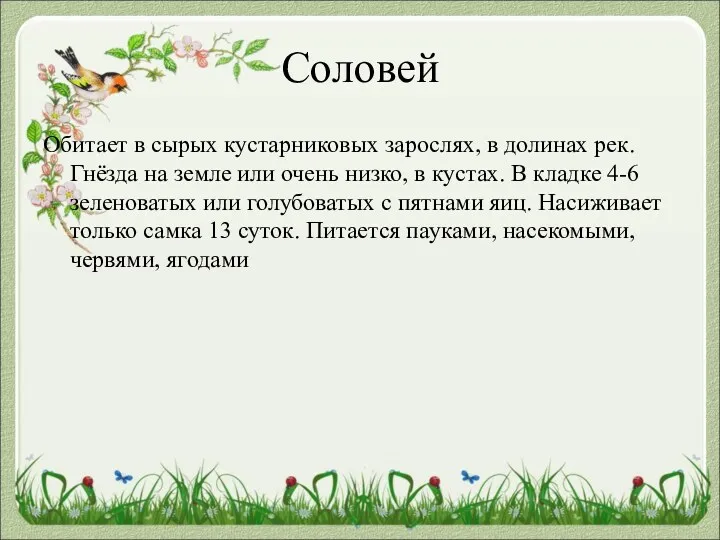 Соловей Обитает в сырых кустарниковых зарослях, в долинах рек. Гнёзда