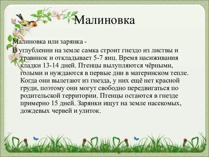 Малиновка Малиновка или зарянка - В углублении на земле самка