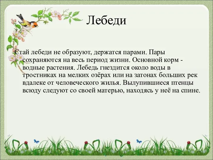 Лебеди Стай лебеди не образуют, держатся парами. Пары сохраняются на