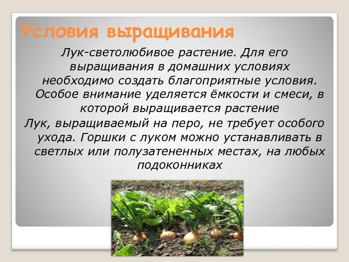 Условия выращивания Лук-светолюбивое растение. Для его выращивания в домашних условиях