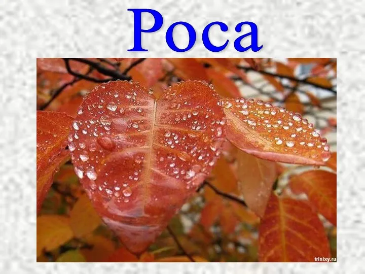 Роса