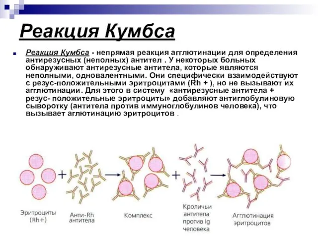 Реакция Кумбса Реакция Кумбса - непрямая реакция агглютинации для определения