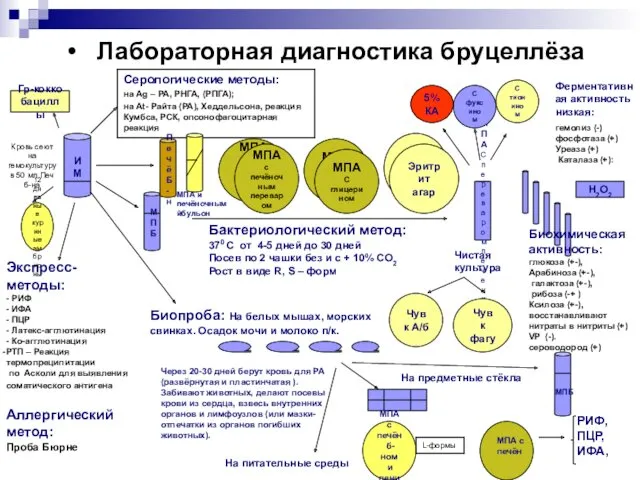 Лабораторная диагностика бруцеллёза ИМ Гр-кокко бациллы Экспресс- методы: - РИФ