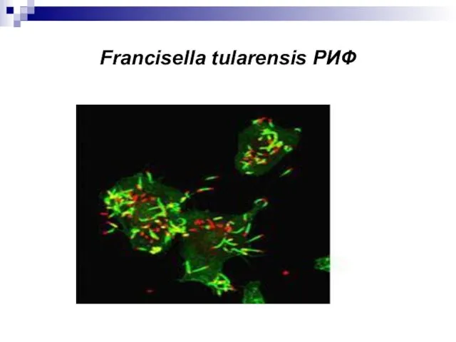 Francisella tularensis РИФ