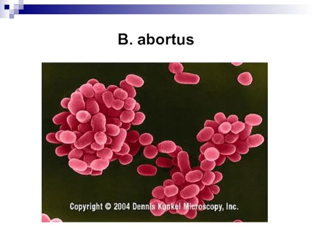 B. abortus