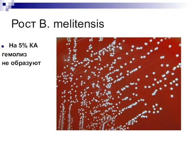 Рост B. melitensis На 5% КА гемолиз не образуют