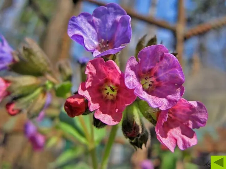 Медуница – один из первых весенних цветков. На одном стебле