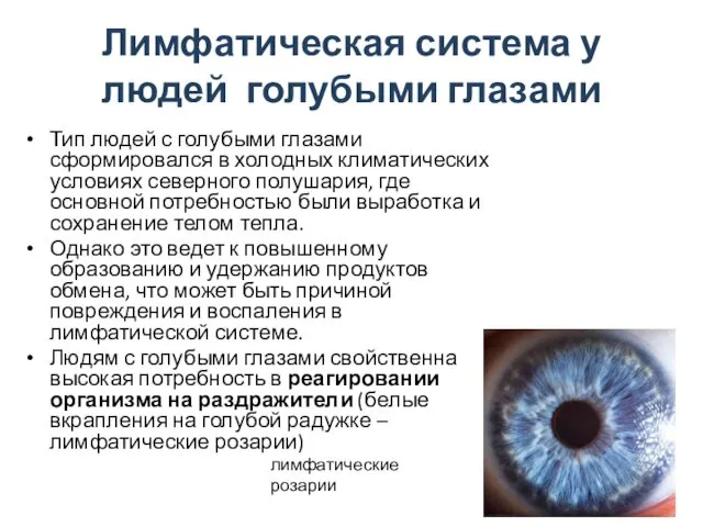 Лимфатическая система у людей голубыми глазами Тип людей с голубыми глазами сформировался в