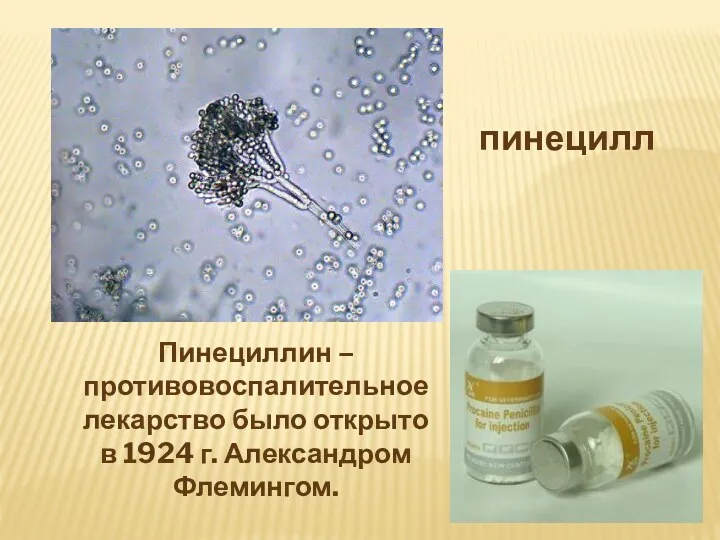 пинецилл Пинециллин – противовоспалительное лекарство было открыто в 1924 г. Александром Флемингом.