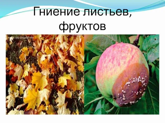 Гниение листьев, фруктов