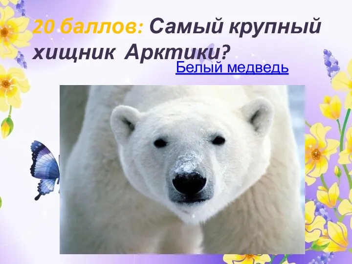 20 баллов: Самый крупный хищник Арктики? Белый медведь