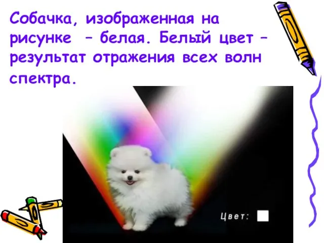 Собачка, изображенная на рисунке – белая. Белый цвет – результат отражения всех волн спектра.
