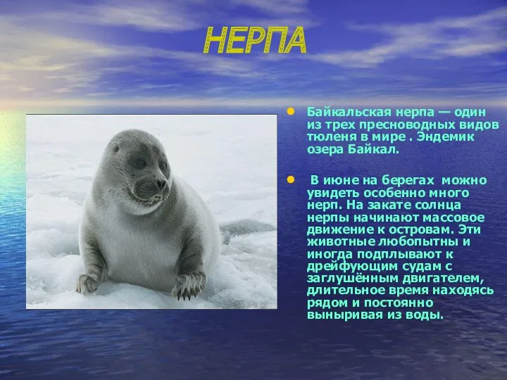 НЕРПА Байкальская нерпа — один из трех пресноводных видов тюленя в мире .