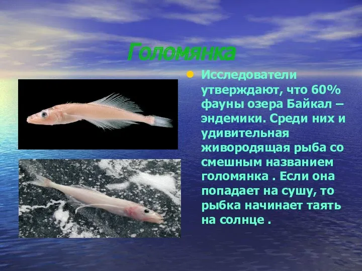 Голомянка Исследователи утверждают, что 60% фауны озера Байкал – эндемики. Среди них и