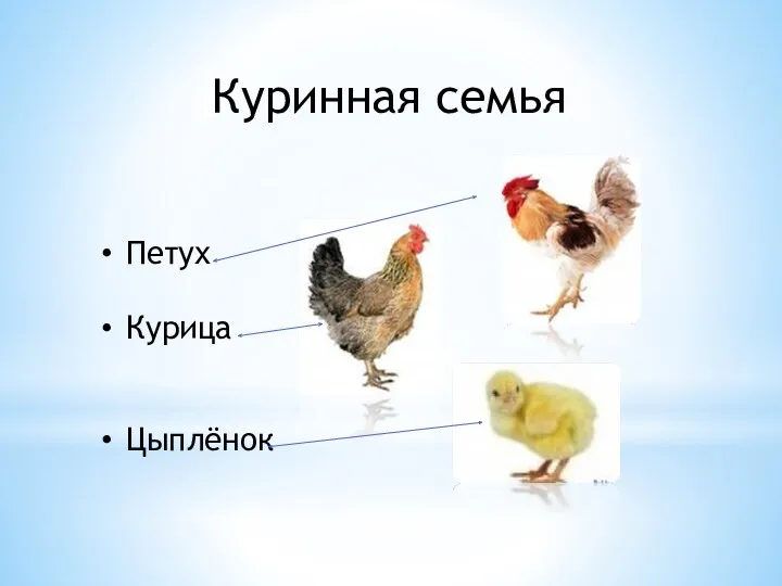 Куринная семья Петух Курица Цыплёнок