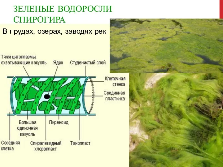 ЗЕЛЕНЫЕ ВОДОРОСЛИ СПИРОГИРА В прудах, озерах, заводях рек