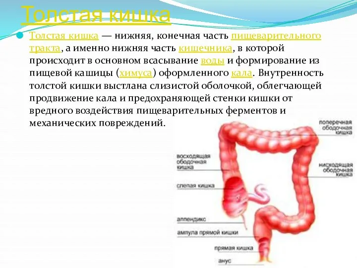 Толстая кишка Толстая кишка — нижняя, конечная часть пищеварительного тракта,