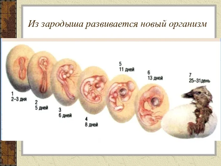 Из зародыша развивается новый организм